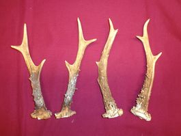 Reh, Geweihe, Trophäe, Horn, Dekoration, Jagd Abwurfstangen