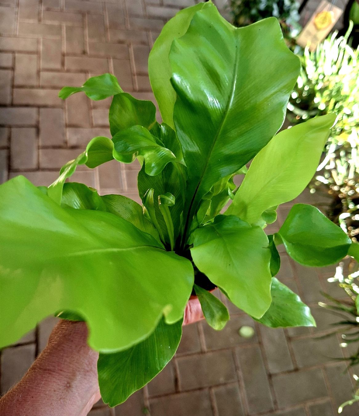 Piante & sementi: Zimmerpflanze: "Asplenium Nidus", H 15 cm – Nuovo e nell'imballaggio originale da Rovio venduto da POSITIFFARTandPLANTS 2