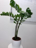 ZZ plant Glücksfeder Zamioculca - 106 cm
