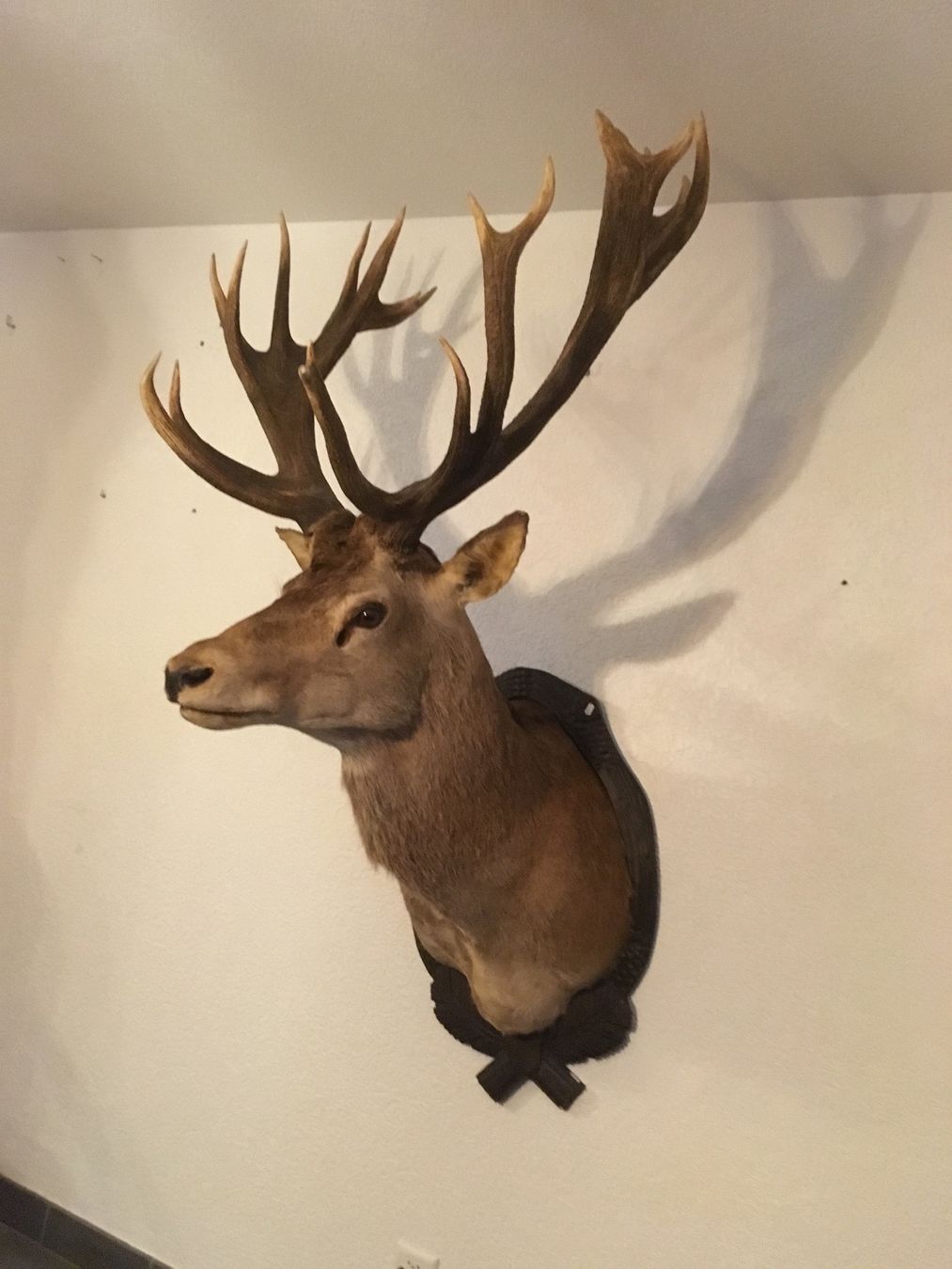 Il mondo degli animali: Cerf 20 cors naturalisé – Usato da Orsières venduto da 2012momo01