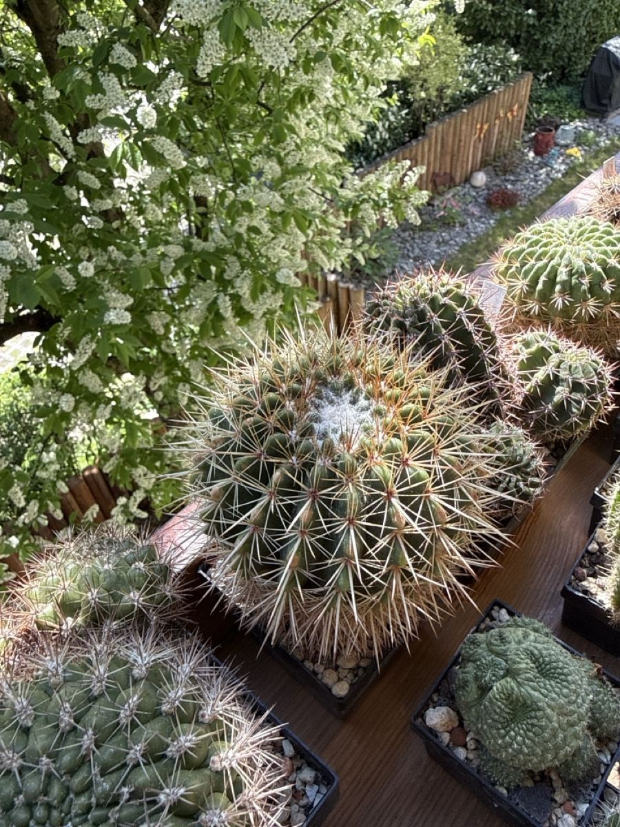 Piante & sementi: Notocactus roseoluteus – Usato da Rorbas venduto da SimS0n 1