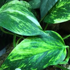 Profile image of Ale_green_jungle