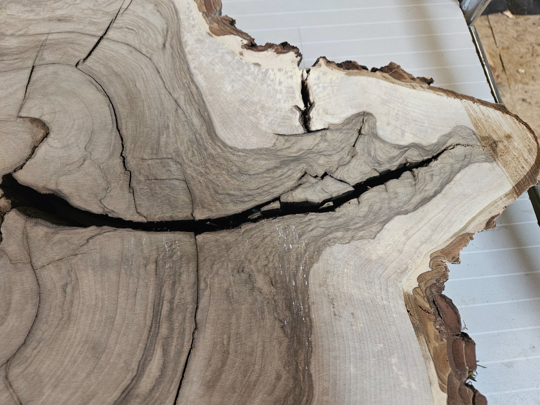 Holzartikel: Nussbaum Holz Baumscheibe – Neu (gemäss Beschreibung) aus Schangnau von egli6.2 3