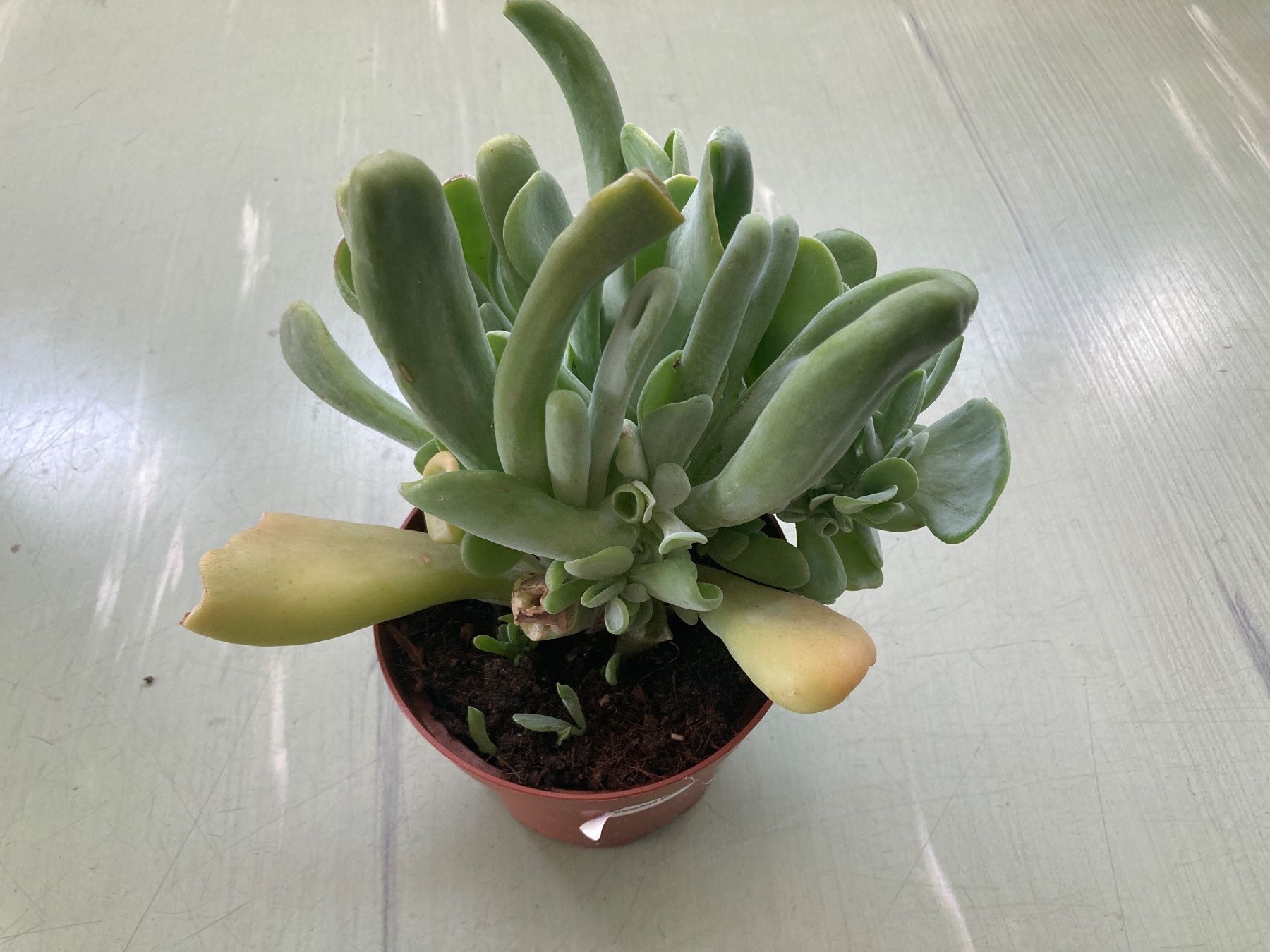 Piante & sementi: Kalanchoe luciae 'Oricula' – Usato da Winterthur venduto da greenspell 1