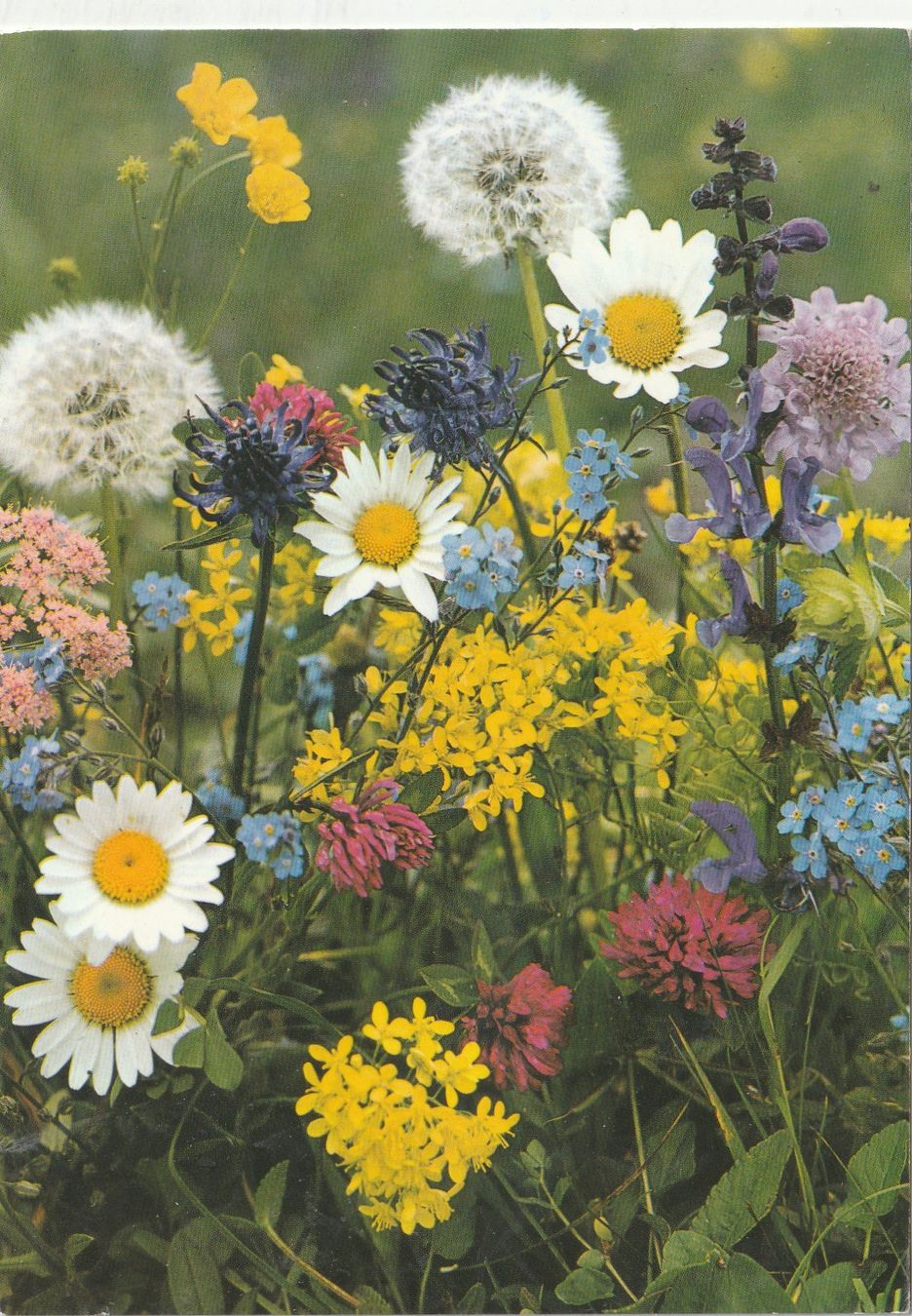 Ansichtskarten: 10  SchöneBlumenkarten – Gebraucht aus Lumbrein von made02 3