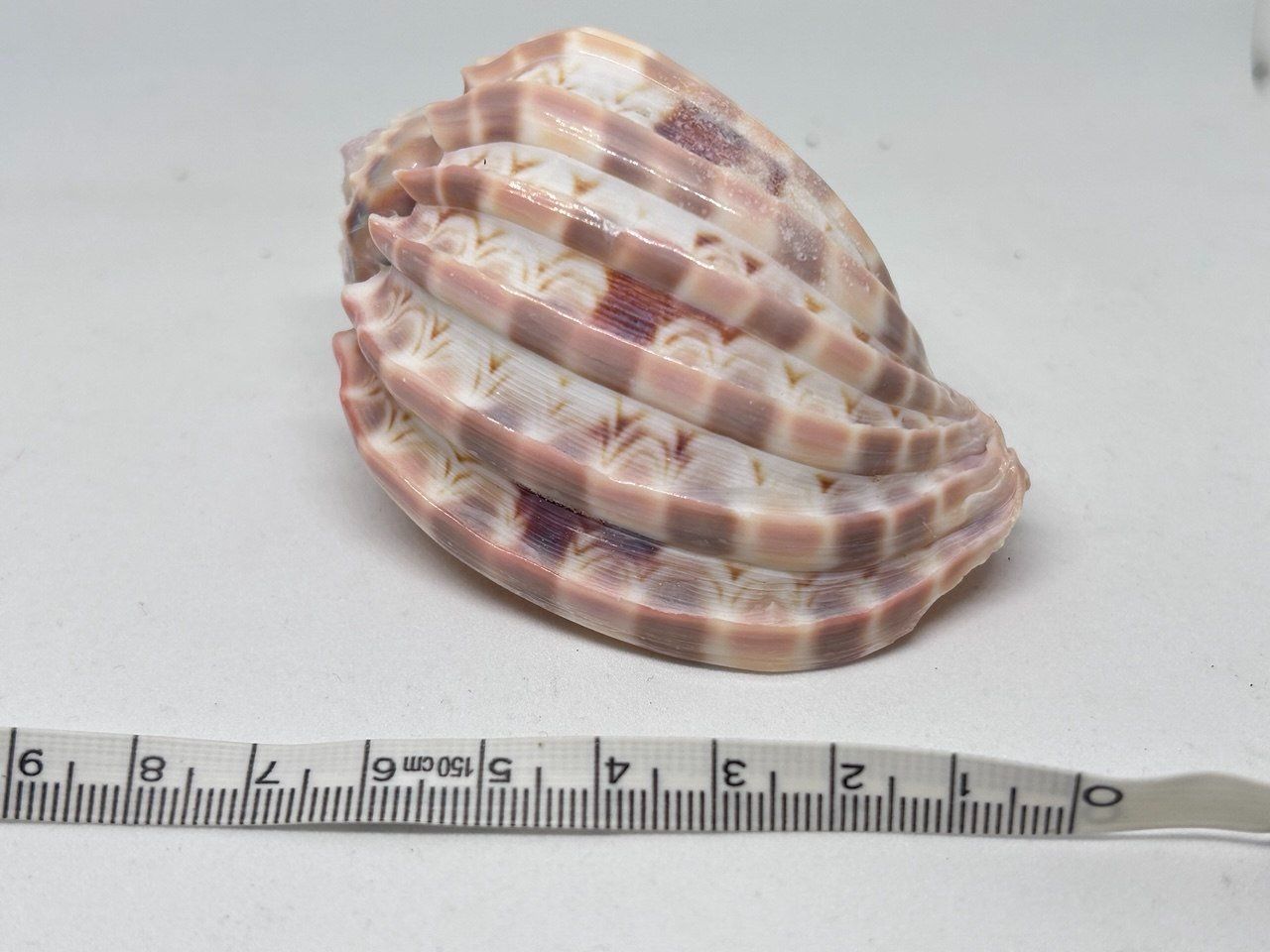 Fossili: Conchiglia Harpa Davidis 7 cm circa – Usato da Giubiasco venduto da LorisVale 4