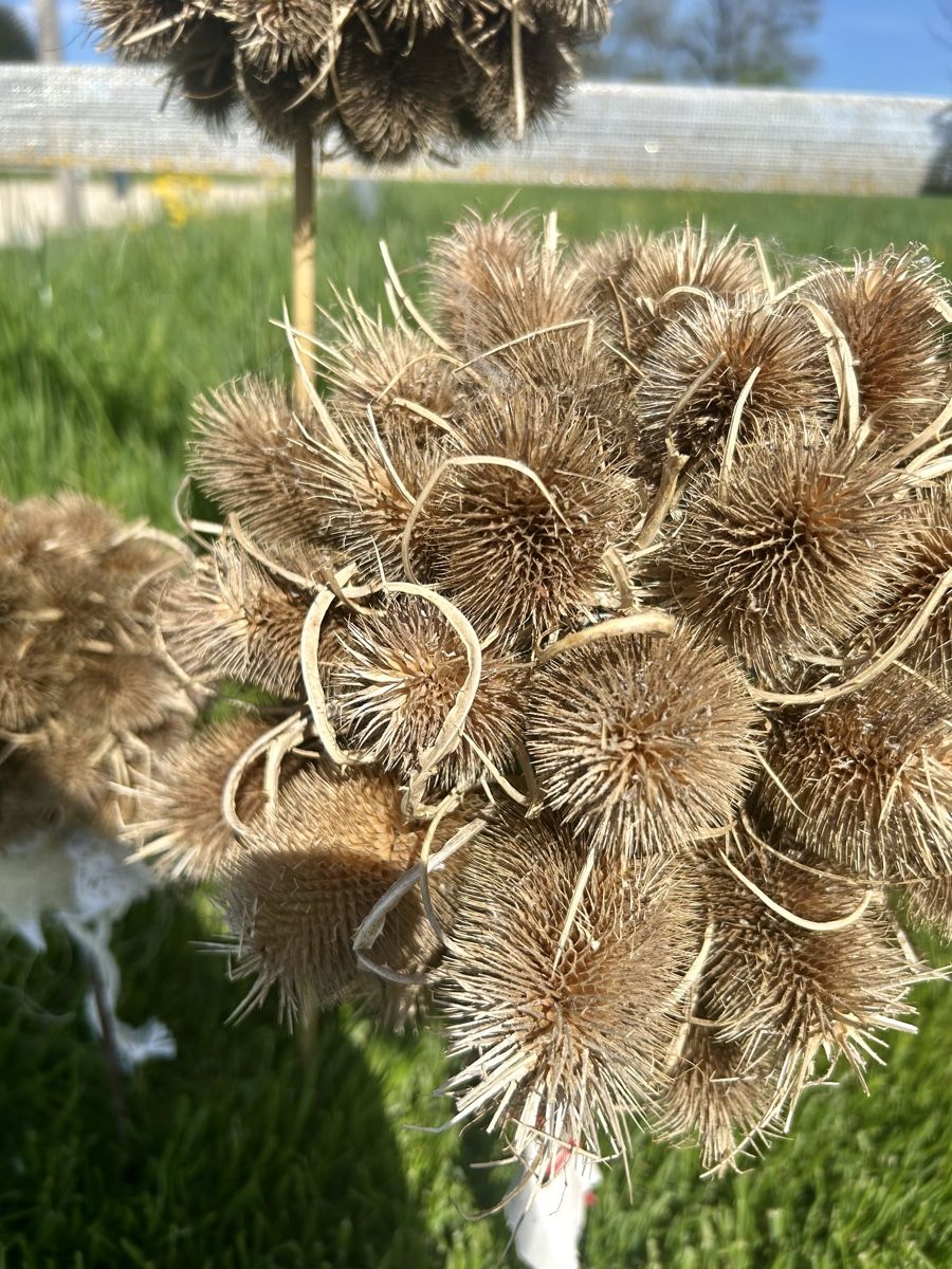 Tutte le decorazioni: 3 Kugeln aus Karden – Nuovo (secondo la descrizione) da Frauenfeld venduto da Irene.Schuppli 1