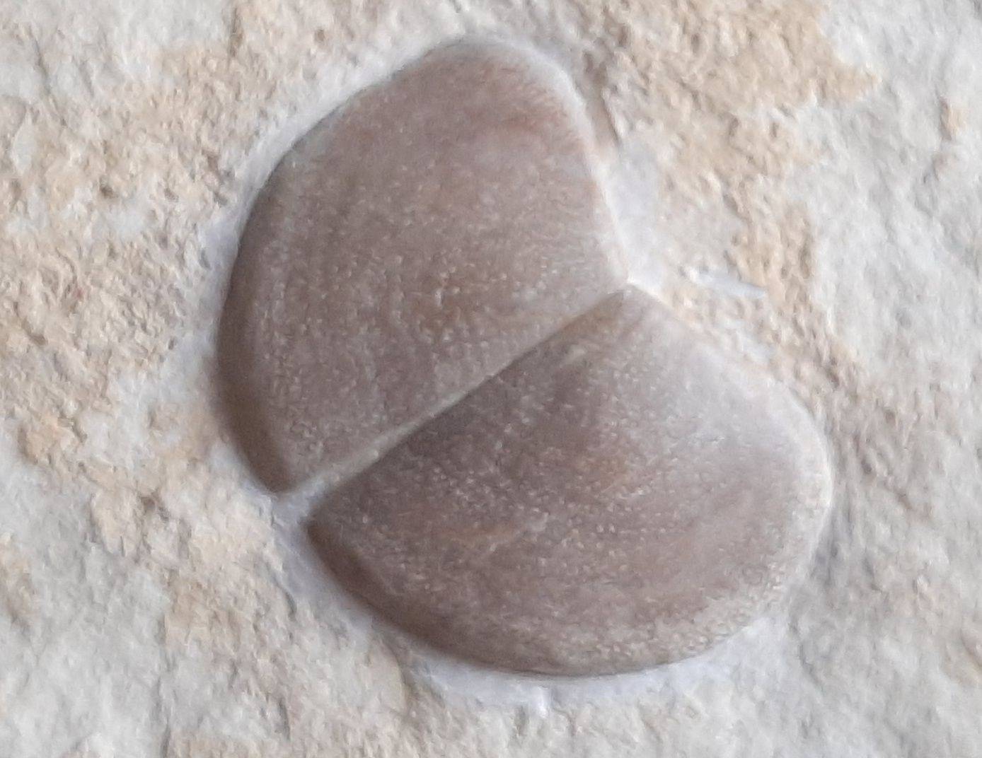 Fossili: Fossiler Ammoniten Kiefer und/oder Verschluss Deckel – Usato da Rickenbach BL venduto da Oktober68