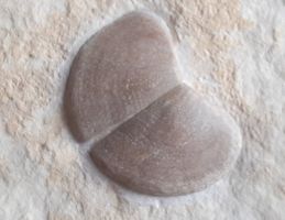 Fossiler Ammoniten Kiefer oder Verschluss Deckel