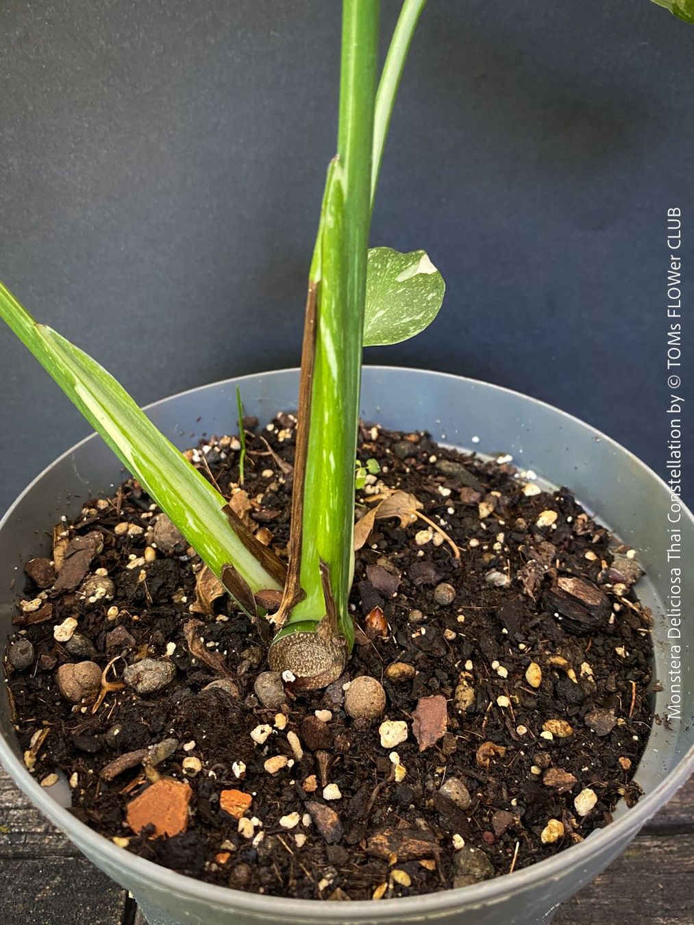 Piante & sementi: Monstera Deliciosa Thai Constellation - grossblättrig – Nuovo e nell'imballaggio originale da Adliswil venduto da astom369 7