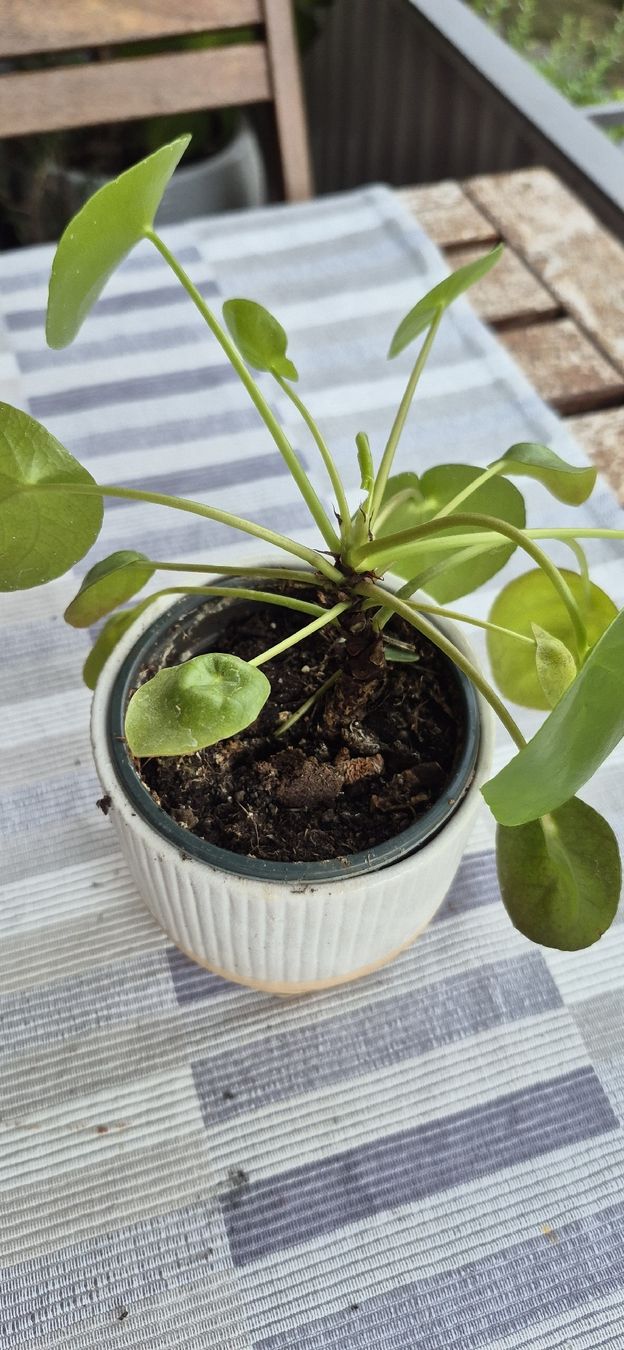 Pflanzen & Samen: Pianta Pilea Peperomioides in vaso bianco e rosa. – Gebraucht aus Oberengstringen von jessica2023 1