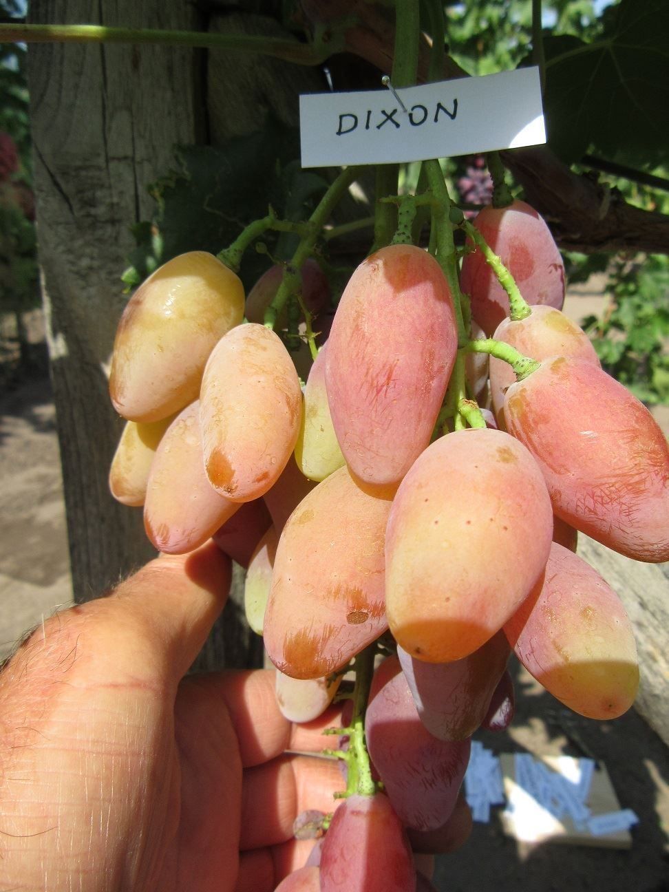 Piante & sementi: Vigne - Raisin de collection DIXON – Nuovo (secondo la descrizione) da Bremblens venduto da FIBONACCI369 2