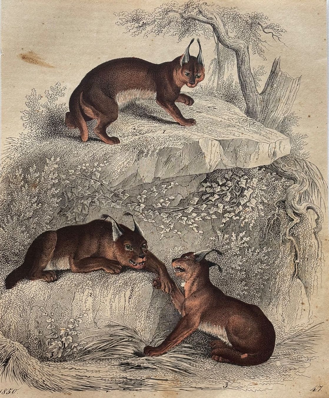 Grafica & Litografie: Lithographie um 1850 - Zoologie, Luchs – Usato da Frauenfeld venduto da Merk52