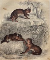 Lithographie um 1850 - Zoologie, Luchs