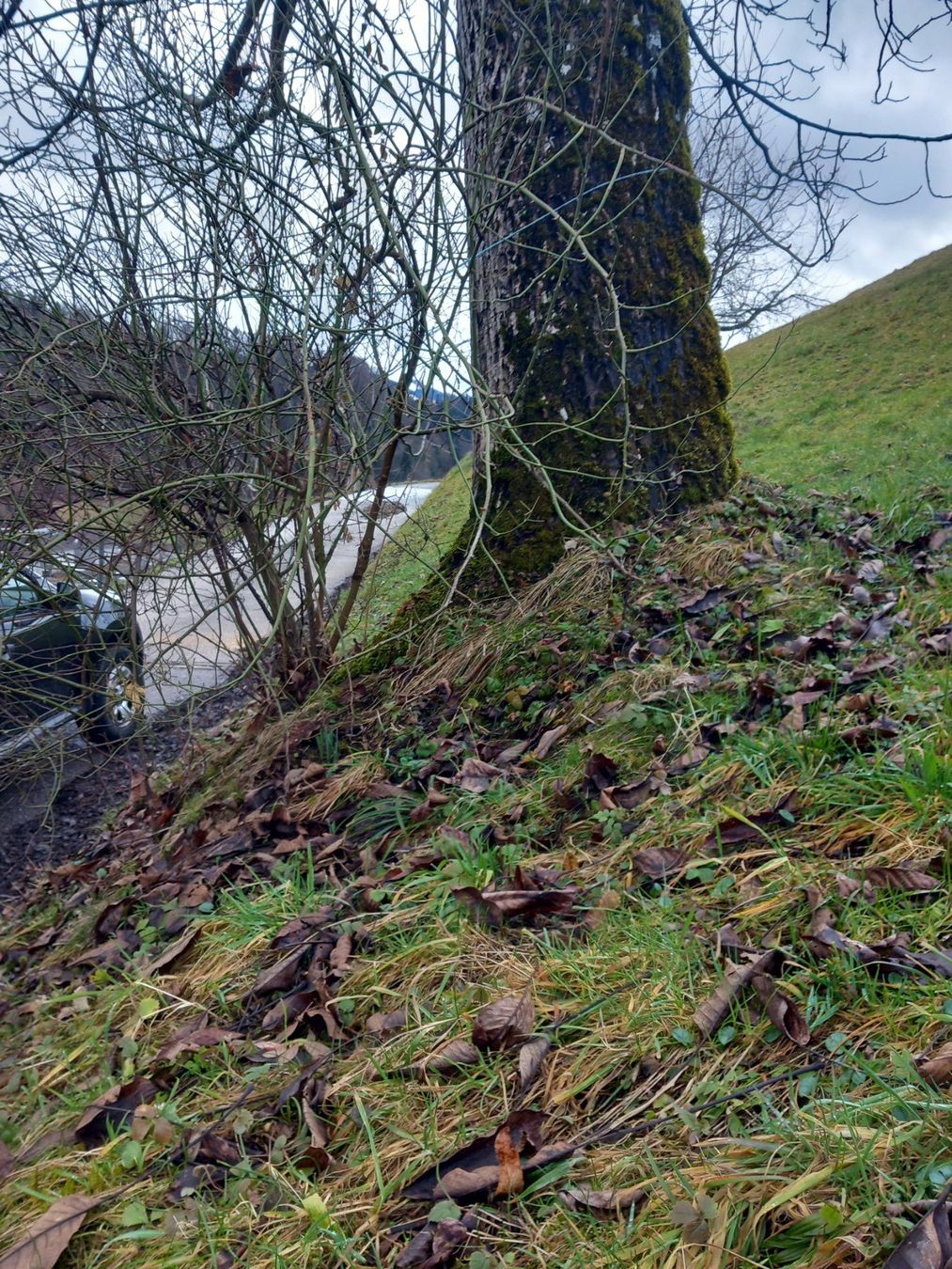 Holzartikel: Nussbaum Stamm – Gebraucht aus Wolhusen von S.Bucher 1
