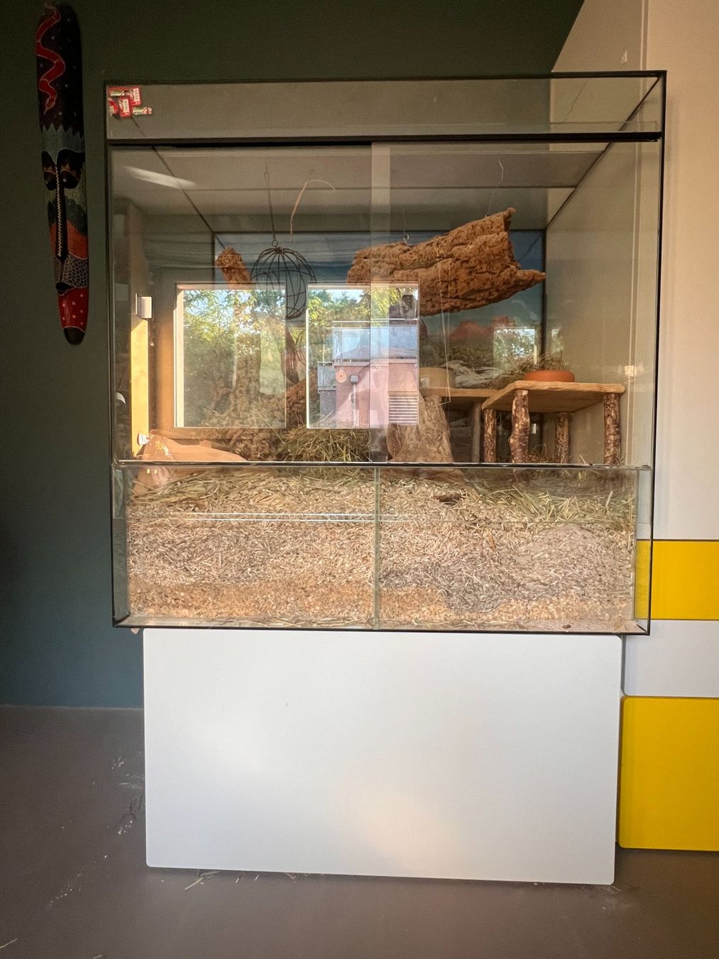 Terrario: Degu Terrarium Käfig aus Glas – Usato da Pfäffikon ZH venduto da Franziska77