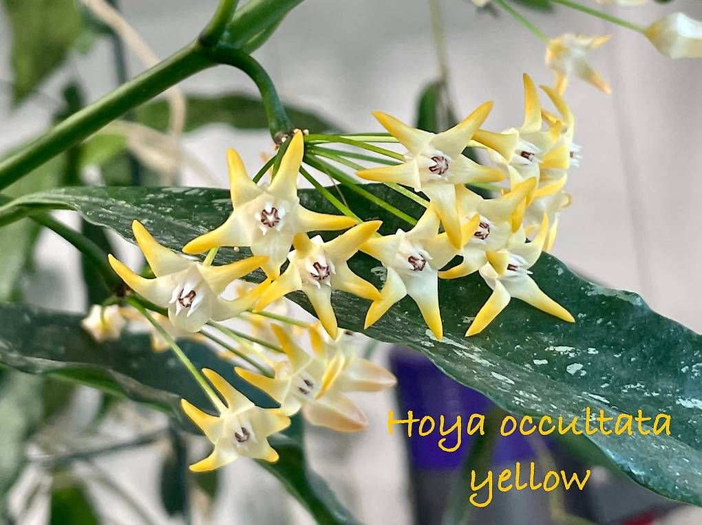 Piante & sementi: Hoya occultata yellow – Usato da Schönholzerswilen venduto da Leavylounge 3