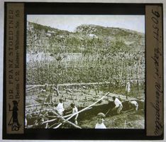 Glasdia Capri Italien Weingarten Rebberg, um 1930