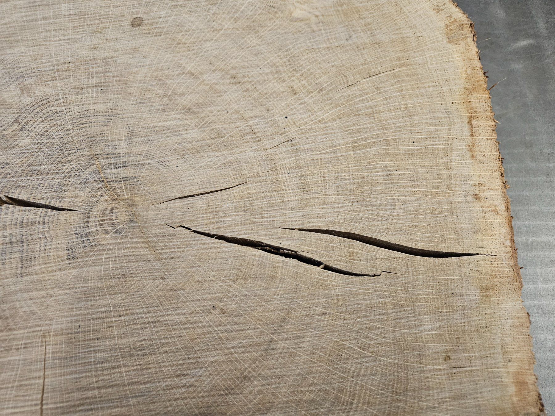 Holzartikel: Eichen Holz Baumscheibe – Neu (gemäss Beschreibung) aus Schangnau von egli6.2 2
