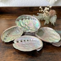 ✲ 1 Stk. Abalone Schnecken Schale ✲11g/75mm Muschel Seeopal