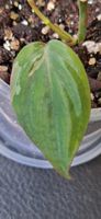 🤩Philodendron Micans Pink Variegata Bewurzelter Stammsteckl