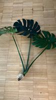 Monstera Stamsteckling