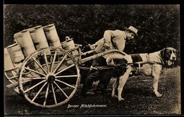 AK Bern, Berner Milchfuhrmann mit Hundegespann