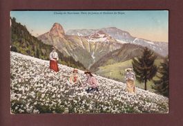 Environs de Montreux - Champ de NARCISSES - 1919