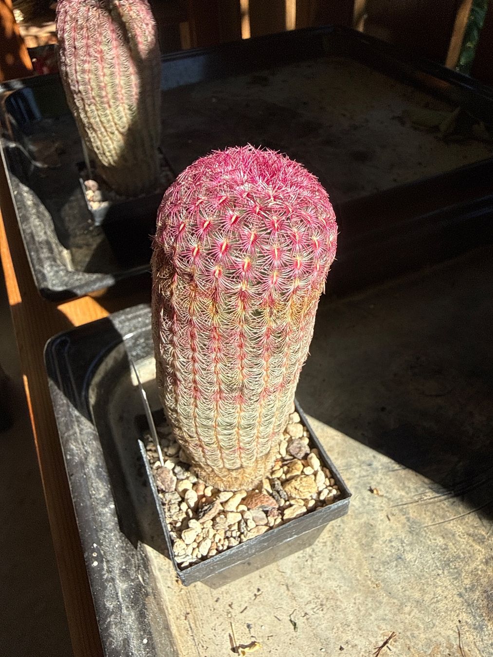 Piante & sementi: Echinocereus rigidissimus – Usato da Rorbas venduto da SimS0n 1