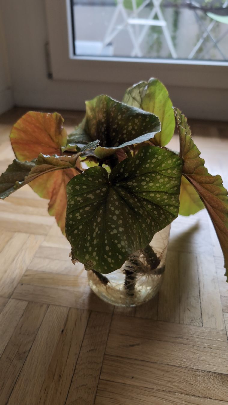 Plantes & graines: Angel Wing Begonia Stecklinge – D'occasion à Wallisellen par ali_x62p 1