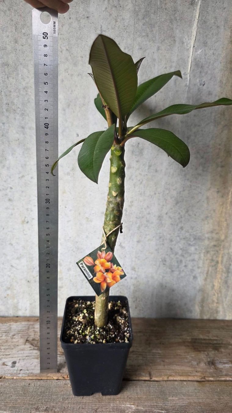 Frangipani / Plumeria Parameno (Neu (gemss Beschreibung)) in St.Erhard fr  CHF 50  nur Abholung auf Ricardo kaufen