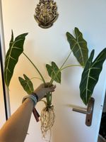 Alocasia Frydek - bisher nicht variegiert
