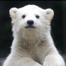 Profile image of Eisbaer55