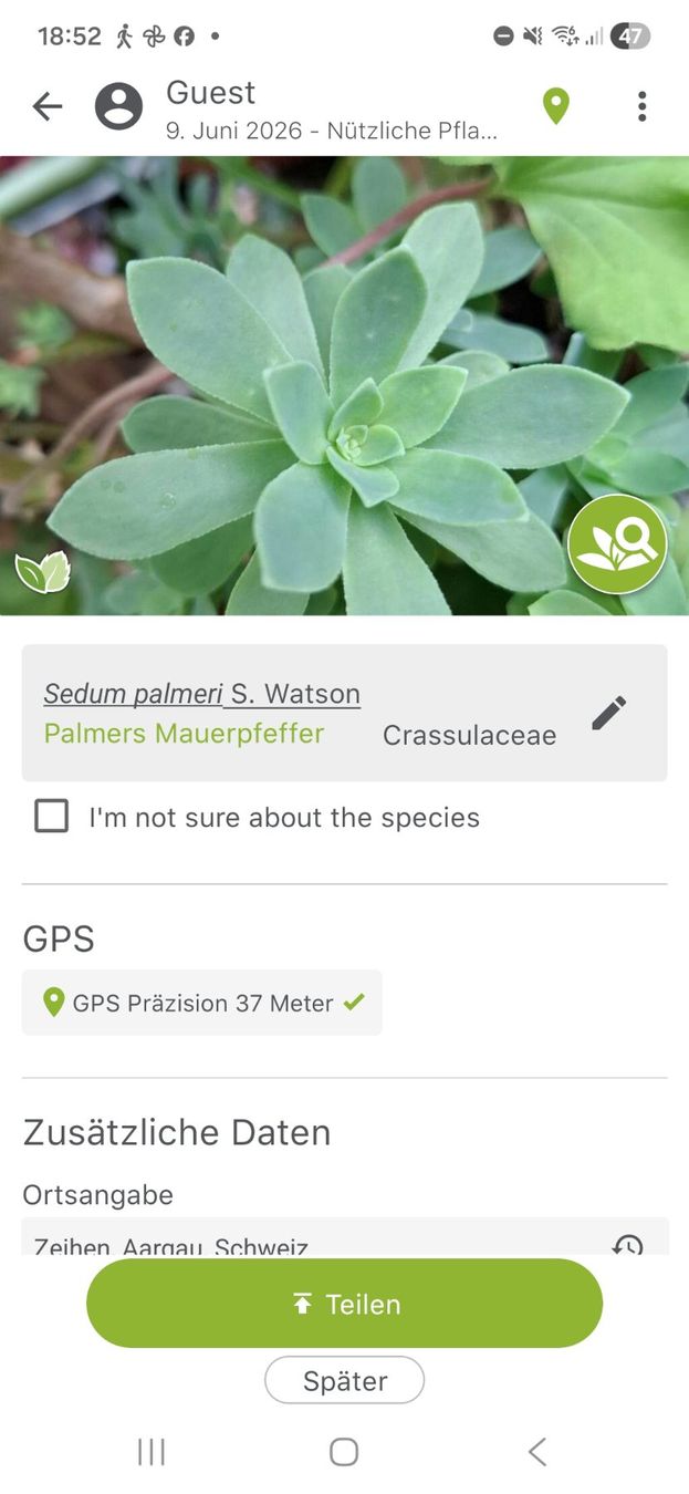 Piante & sementi: Granium – Usato da Zeihen venduto da P_B4 2