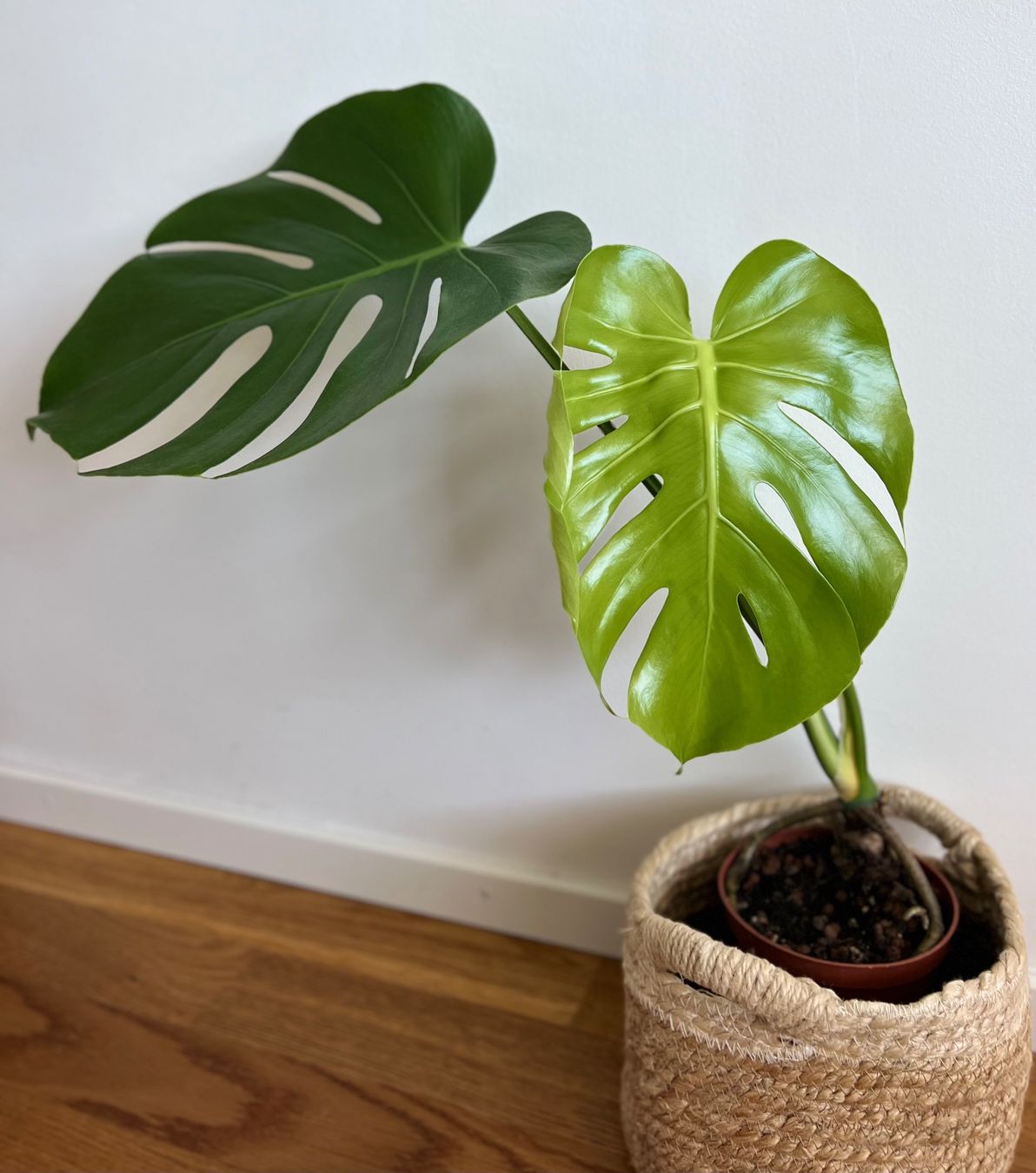 Pflanzen & Samen: Monstera Deliciosa – Gebraucht aus Glattpark(Opfikon) von ste_n99y 2