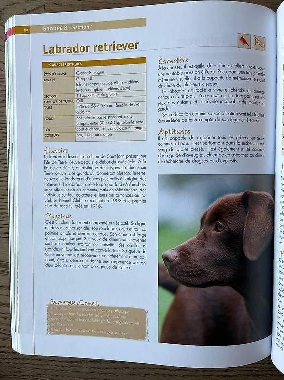 Bücher: Races de chiens / Encyclopédie visuelle – Gebraucht aus Chavannes-des-Bois von dvergani 4
