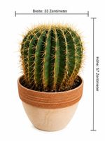 Großer Goldkugelkaktus (Echinocactus grusonii) – XXL