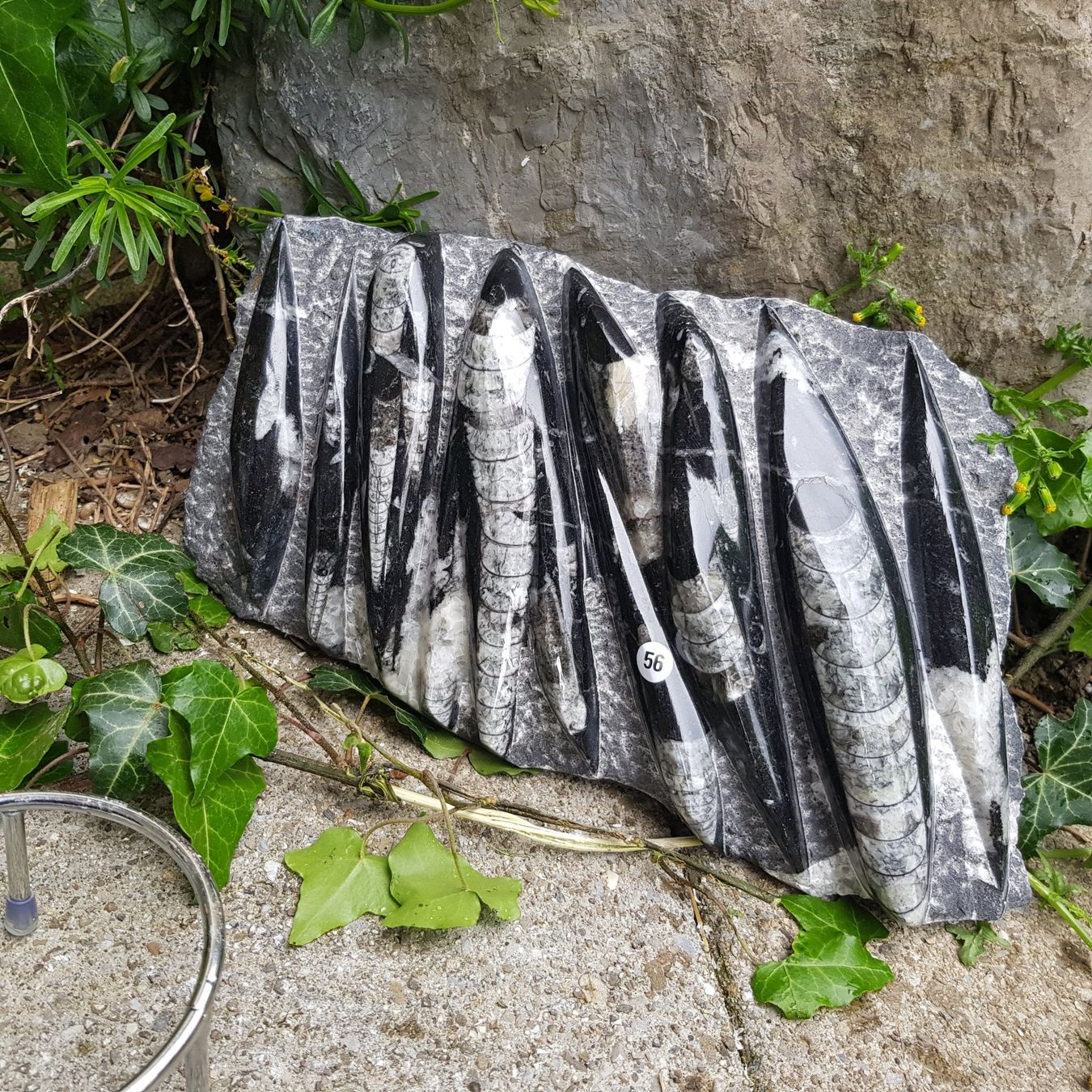 Fossilien: Orthoceras Platte 3.15Kg – Neu (gemäss Beschreibung) aus Schwanden-Brienz von Testudo06 4