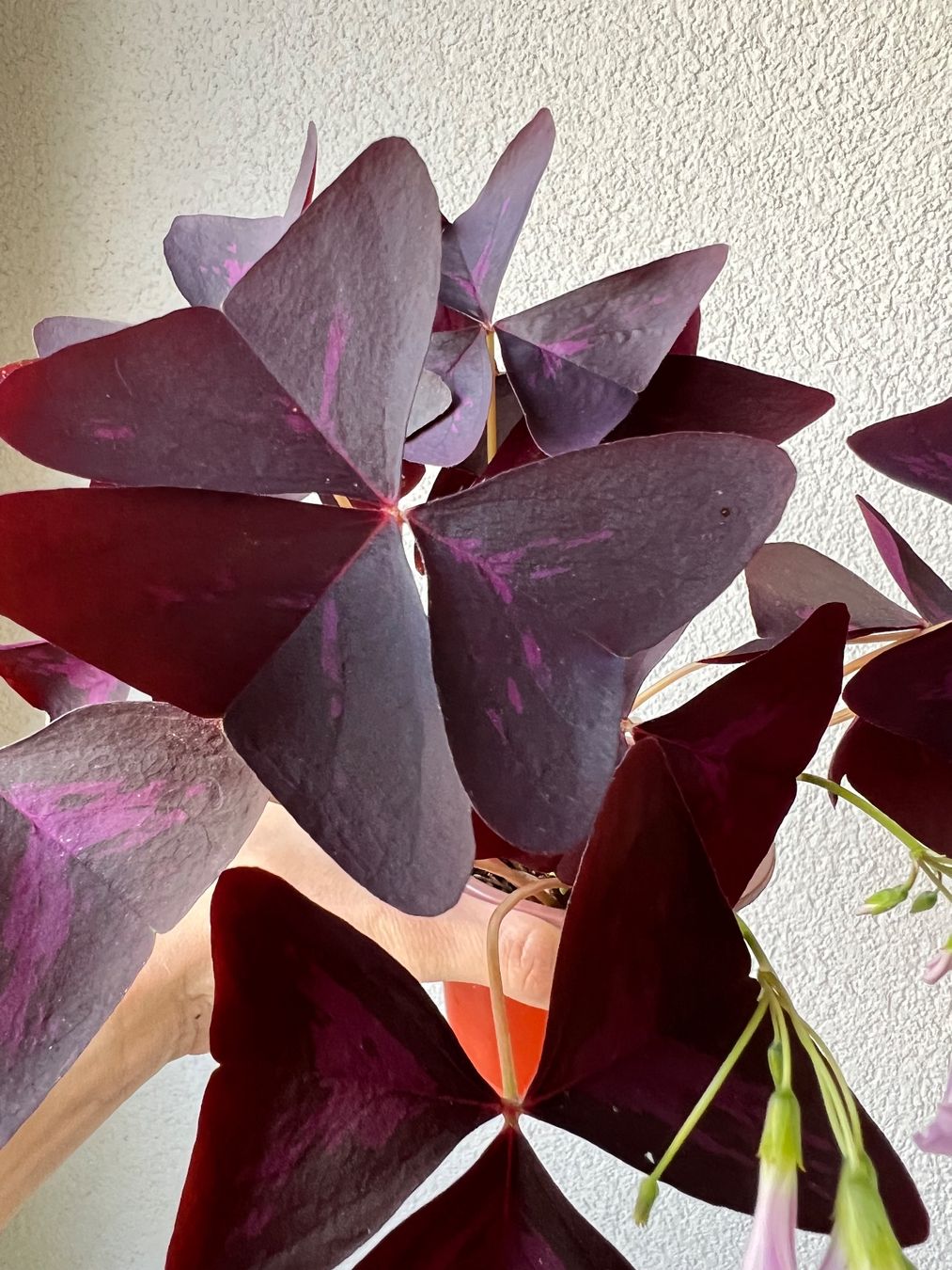 Piante & sementi: Oxalis Triangularis, Roter Glücksklee – Usato da Glattpark(Opfikon) venduto da ste_n99y 1