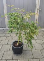 Wunderschöner Japanischer (Acer palmatum Dissectum) mit Topf