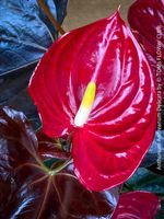 Anthurium Andreanum Delicata - feurig rote Schönheit