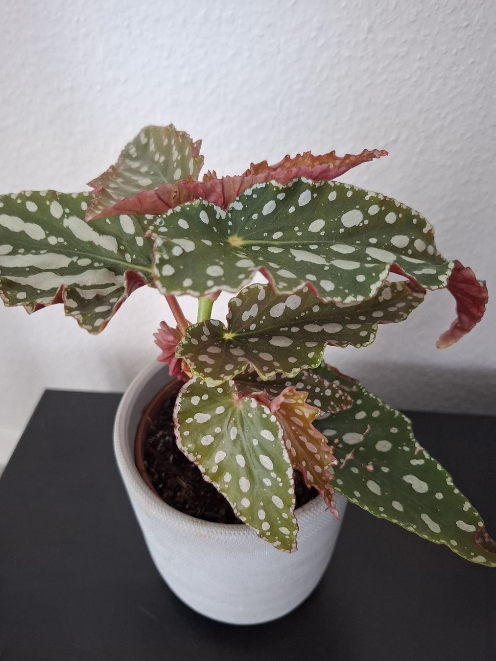 Piante & sementi: Bouture Begonia Maculata et petit cache-pot – Usato da Neuchâtel venduto da FloKo88