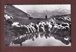 DAVOS-PARSENN - Schafherde