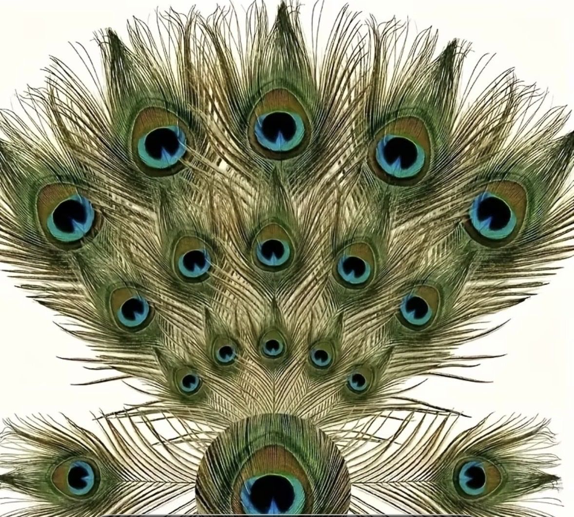 Il mondo degli animali: Federn Pfau 40 (++) cm neu sauber geruchsneutral – Nuovo e nell'imballaggio originale da Bern venduto da Tuglie-Lecce 1