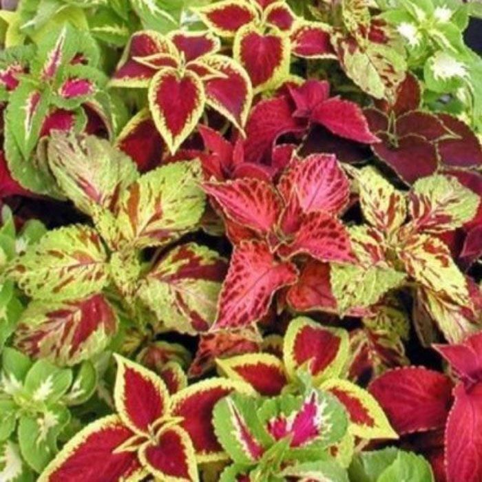 Plantes & graines: Coleus arc-en-ciel 60g – Neuf (Voir description) à Bremblens par FIBONACCI369 4