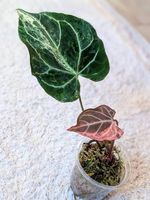 Anthurium Crystallinum Albo Variegata