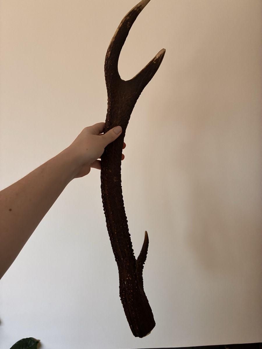 Tutte le decorazioni: Real Deer Antlers / Hirsch Abwurfstangen / Rustic decor – Nuovo (secondo la descrizione) da Untersiggenthal venduto da mic_ksv9 1