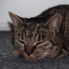 Profile image of Korsar3