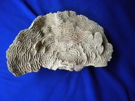 Seltene  Koralle  in schöne Form 24 cm Versand möglich