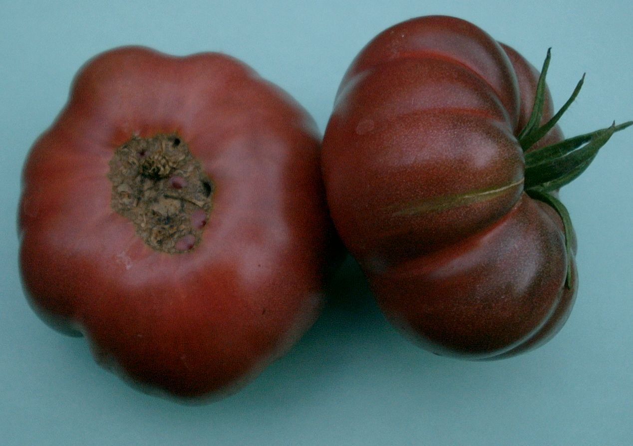 Pflanzen & Samen: Tomatensorte: Purpurkalebasse - Setzling! – Neu (gemäss Beschreibung) aus Steffisburg von Calceolaria